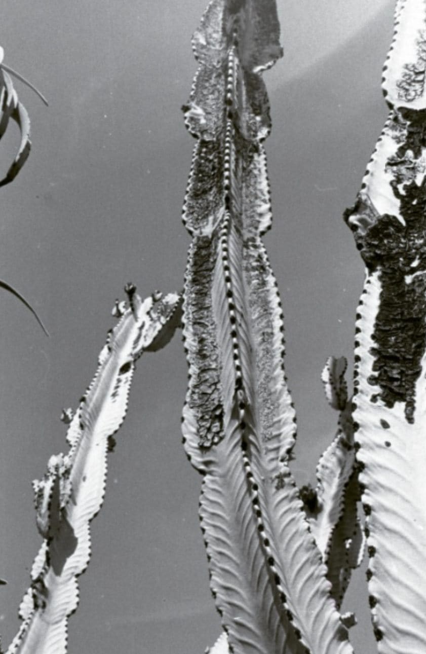 Nature — vertical